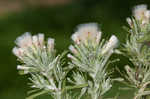 Annual trampweed